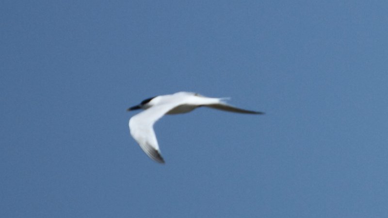 Gull-billed Tern High Island_2010_04_24_3839.JPG